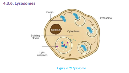 Course: S4: Biology